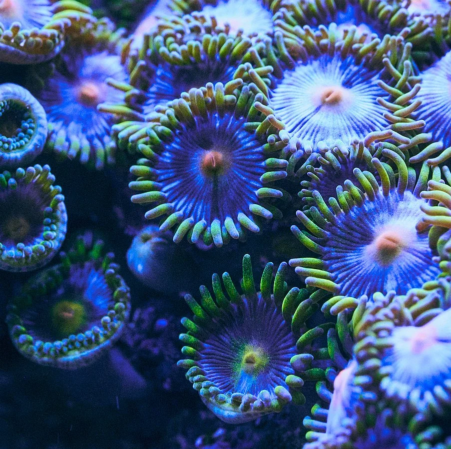 Corais fotografados no site da ACQUA