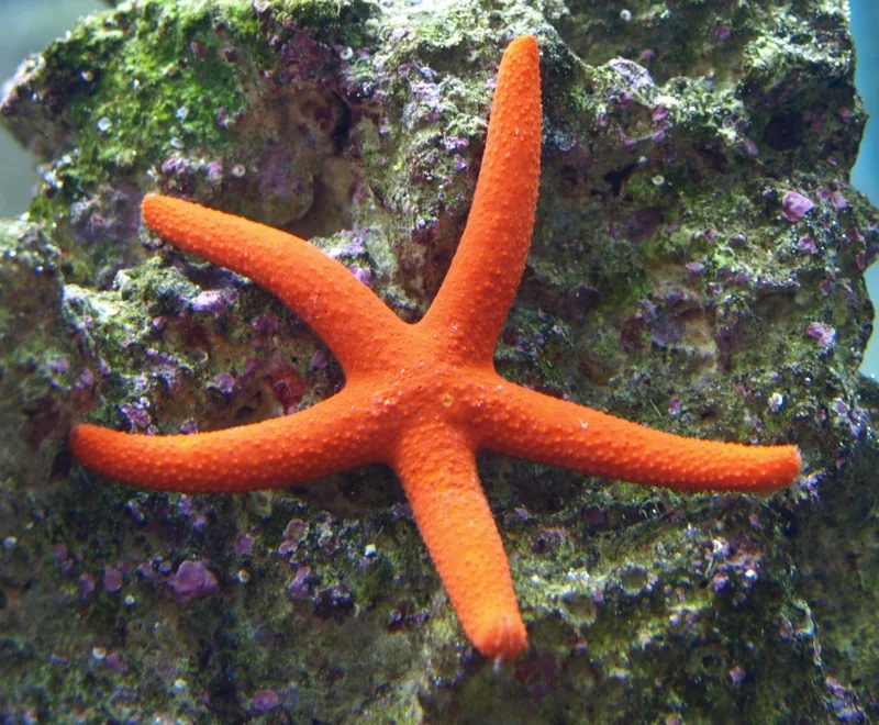 Estrela-do-mar fotografada no site da ACQUA
