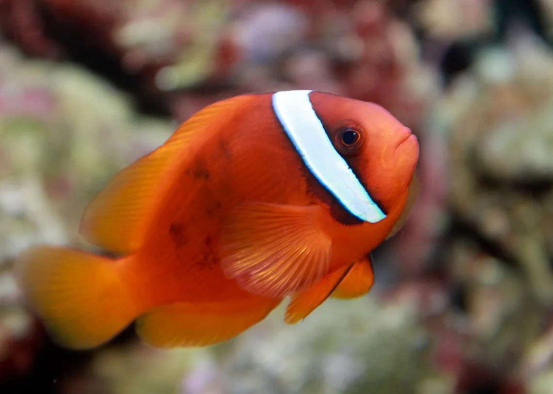 Peixe palhaço fotografado no site da ACQUA